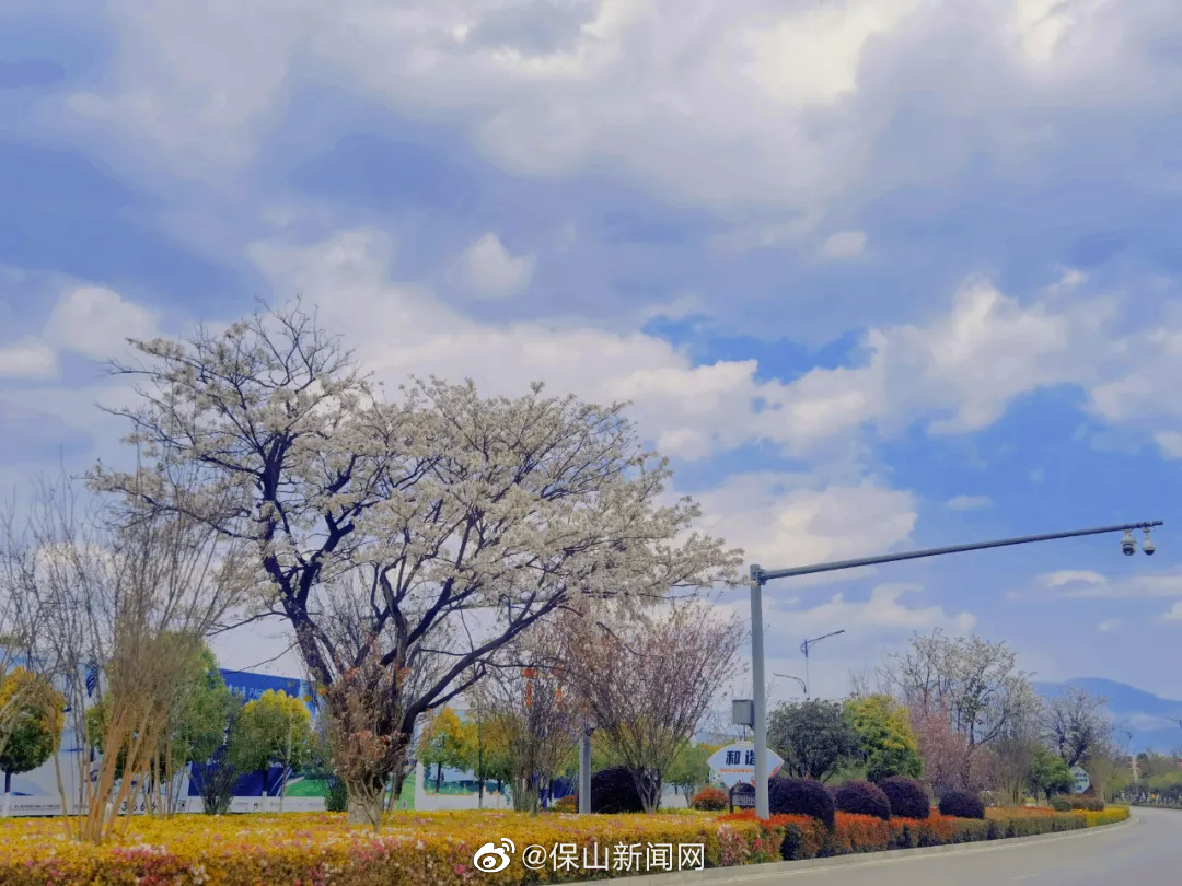 3月31日起，统一采摘中心城区绿化带白花供市民免费品尝！