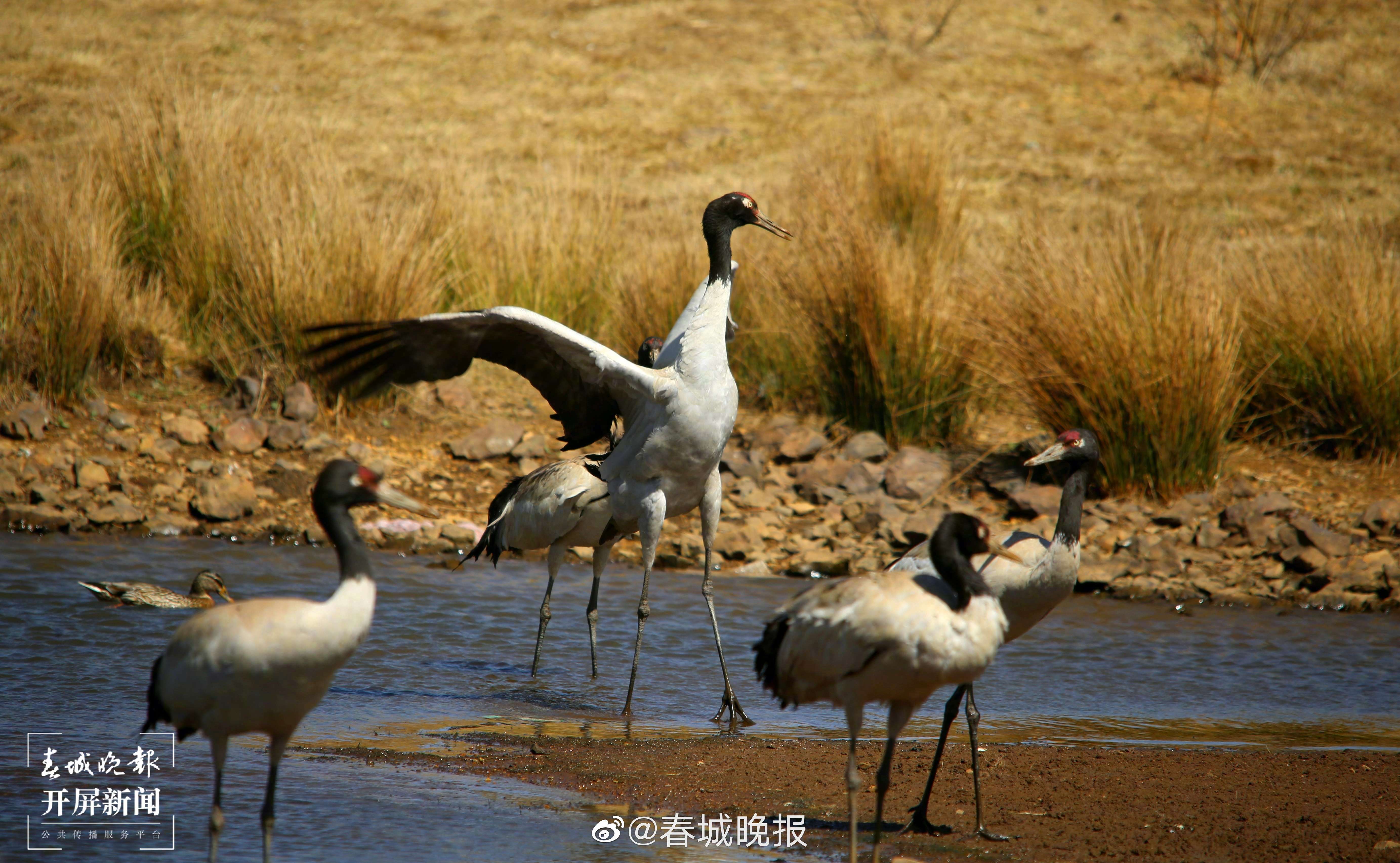 春城晚报