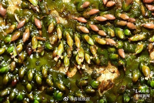春城晚报