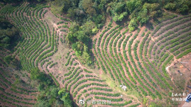 绿春春常绿 | 玛玉茶：打好“有机牌”走稳“生态路”