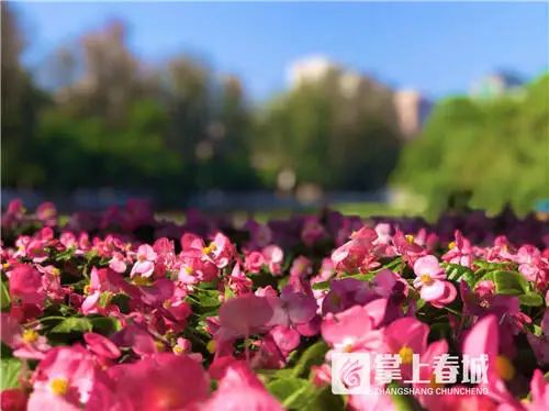 掌上春城