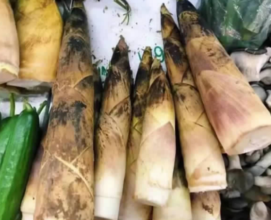 掌上春城