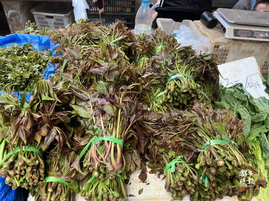 掌上春城