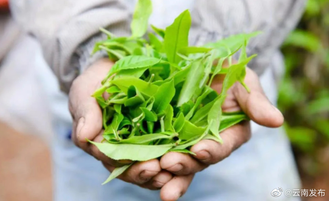 云茶启动区块链技术与北斗卫星定位质量保荐溯源