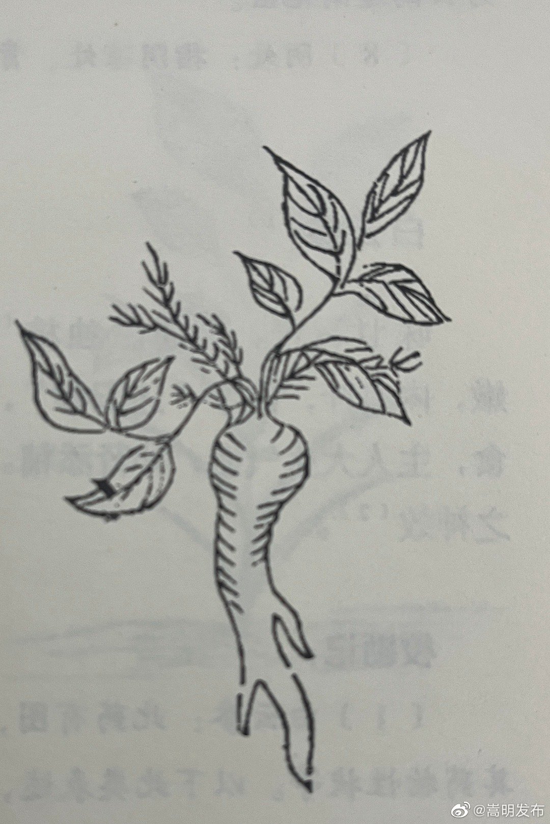 兰茂文集之滇南草本图注