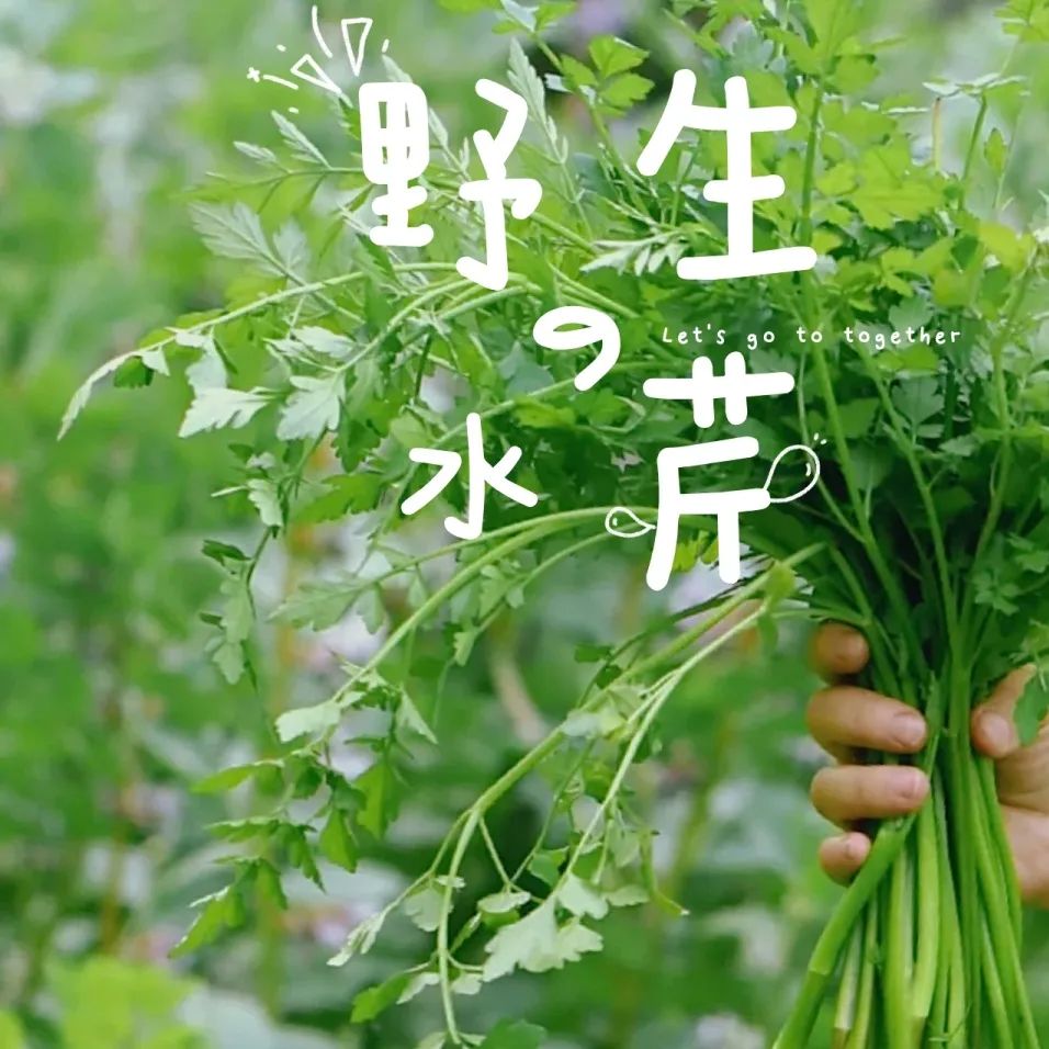 红河日报