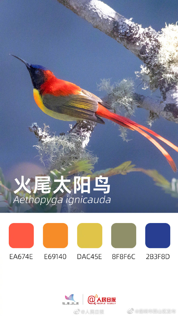 昆明市西山区发布