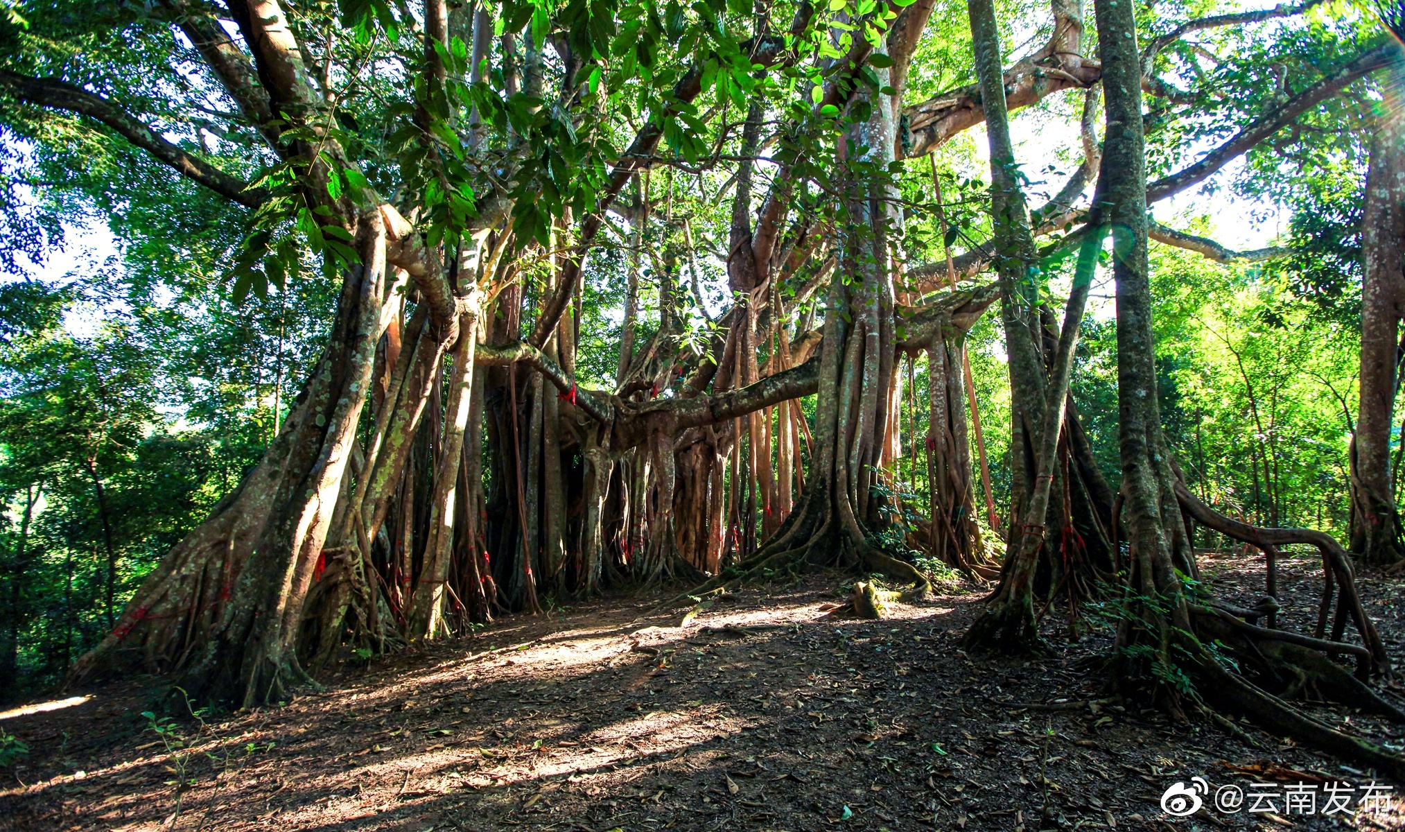 全国超两成的高等植物在德宏