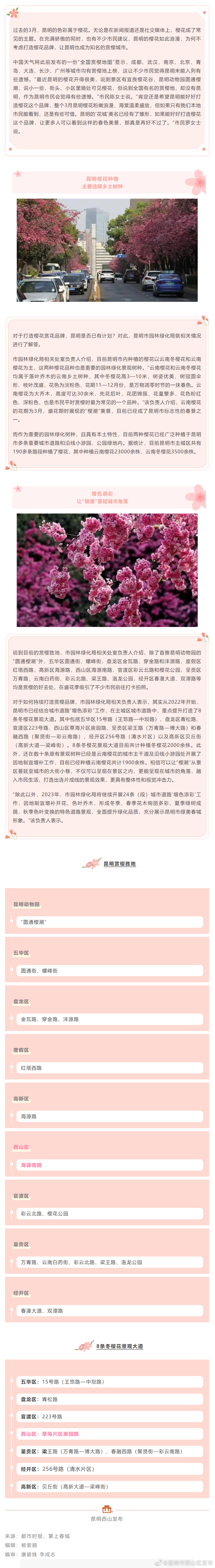190多条道路 26500余株!知名赏樱城市,昆明必须算!