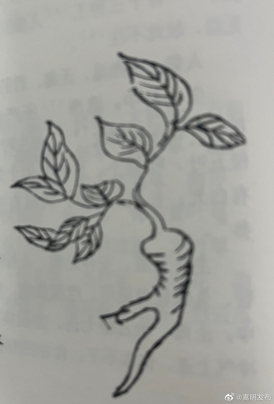 兰茂文集之滇南草本图注