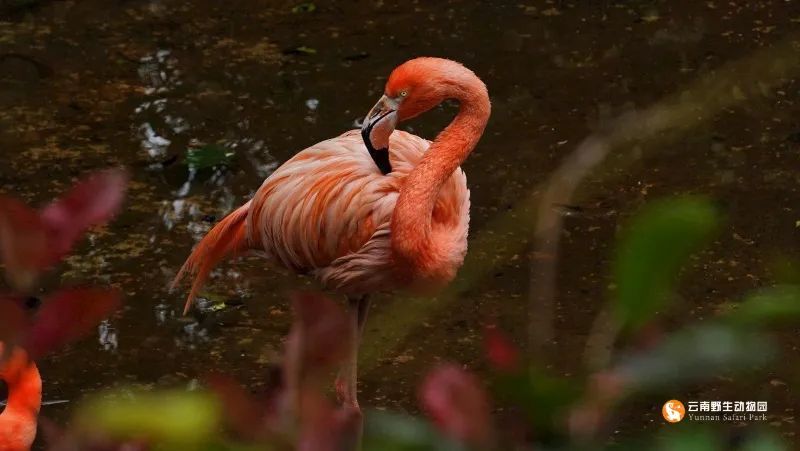 云南野生动物园