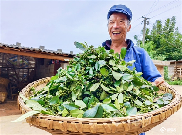 红色扎西