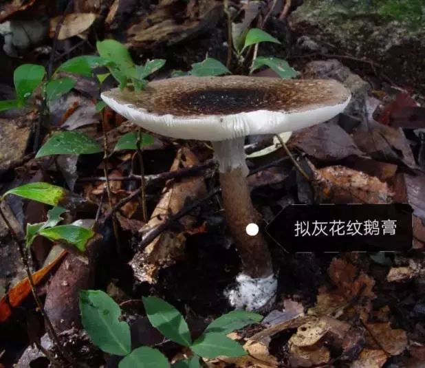 宜良之窗