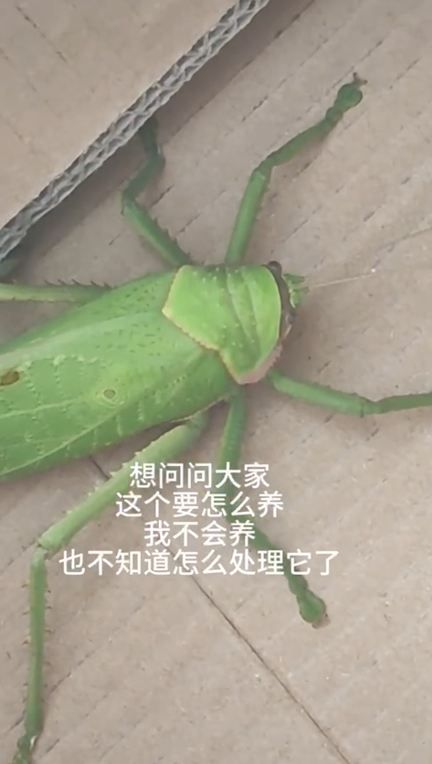 掌上春城