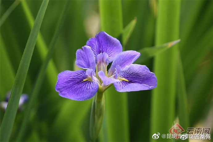 昆明市西山区发布
