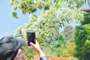 黑龙潭公园流苏木飘舞