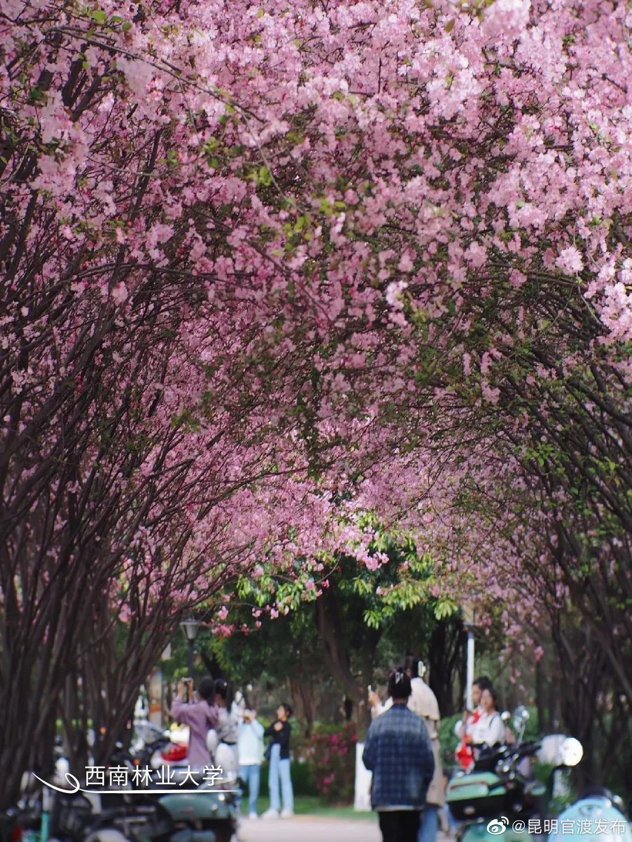 “昆明官渡发布”微博