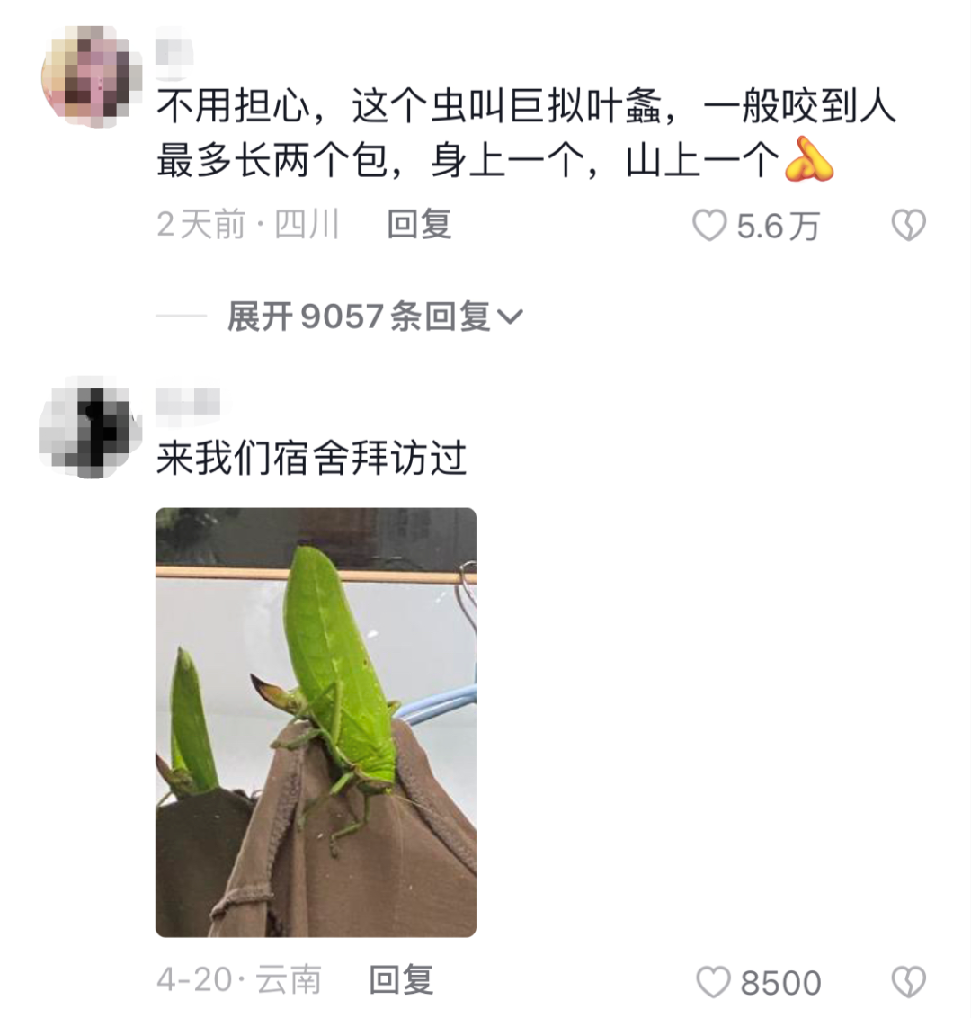 掌上春城