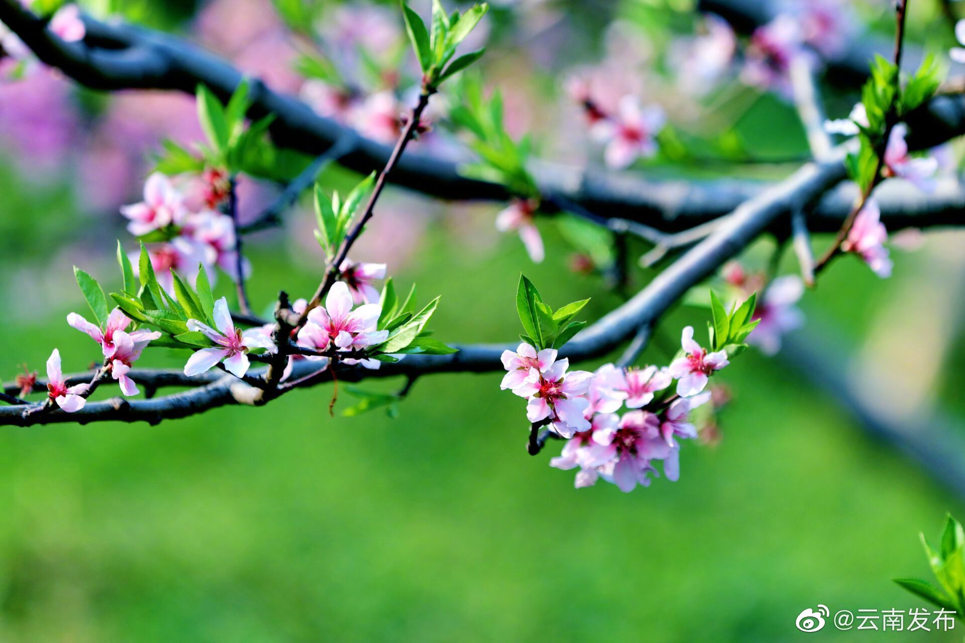 “云南发布”微博