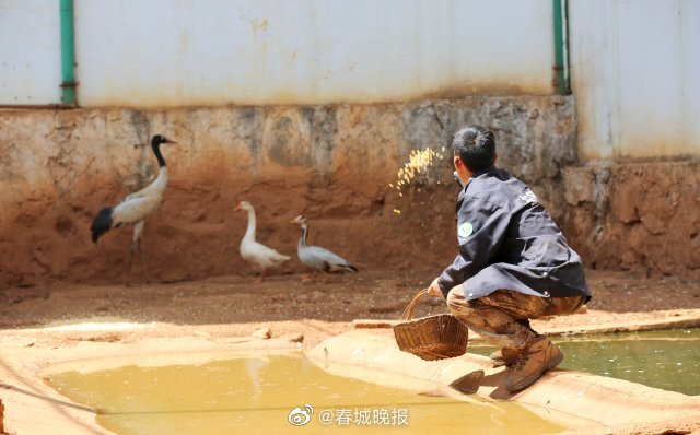 春城晚报