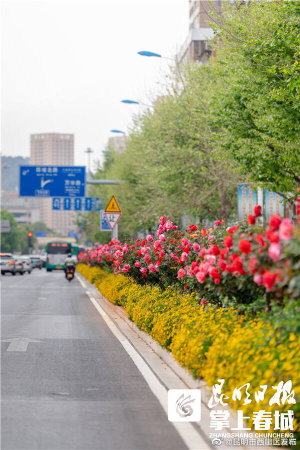 昆明市西山区发布