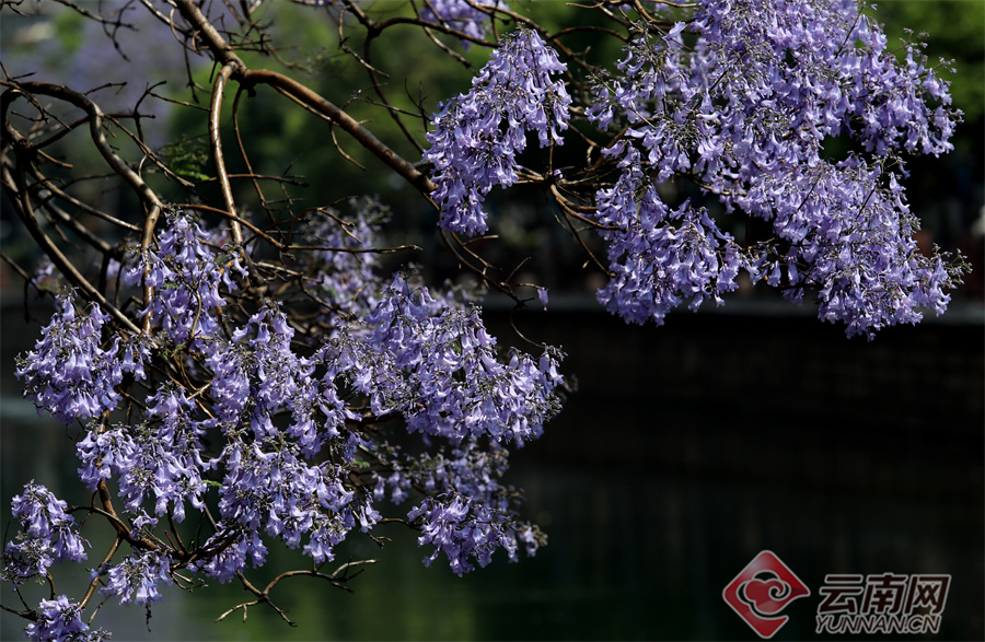 新华网云南频道