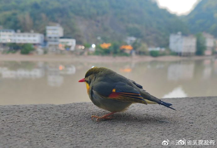 云南盐津发现国家二级保护野生动物——红嘴相思鸟