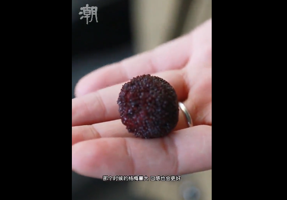 春城晚报