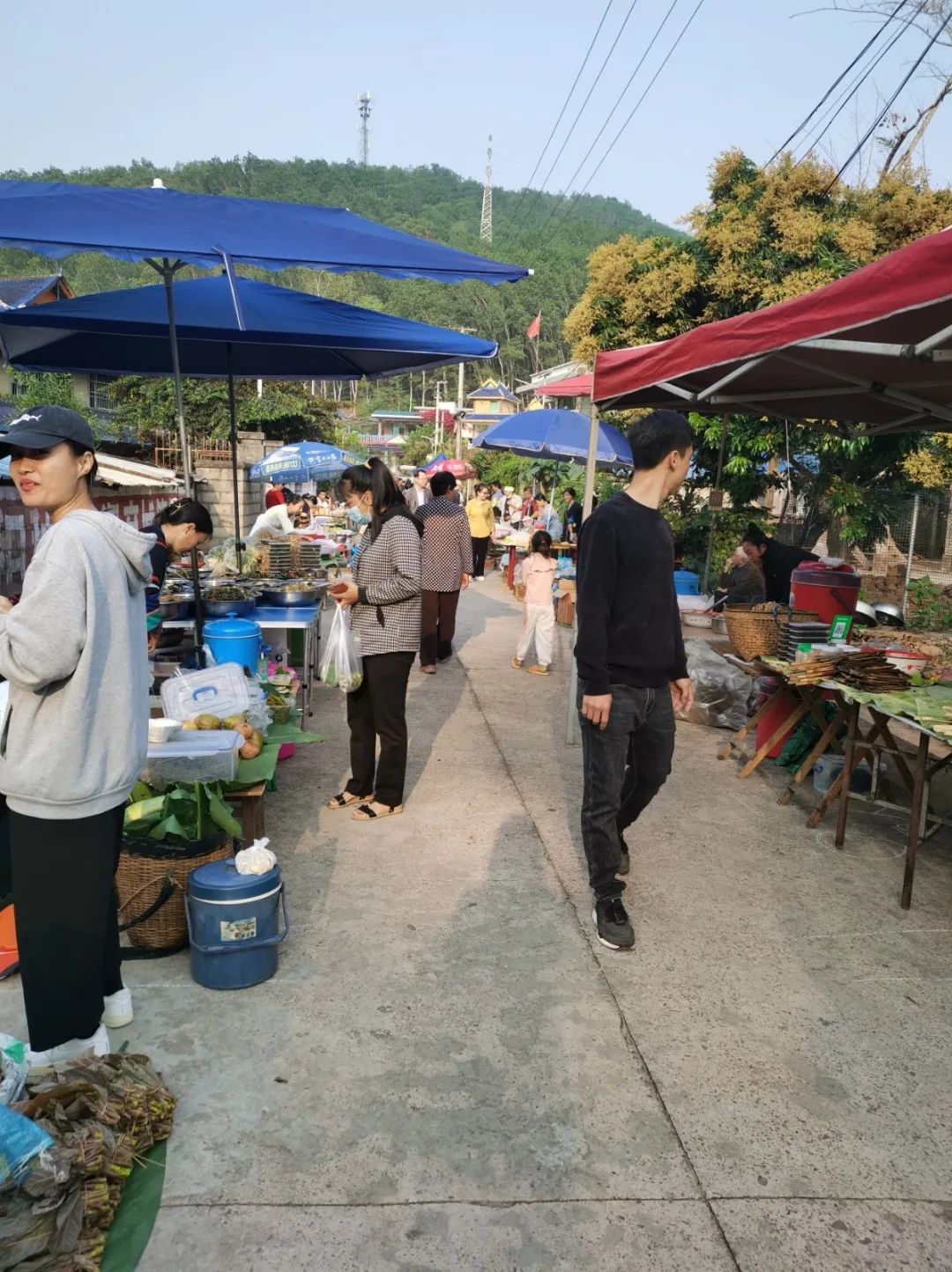 西双版纳望天树景区