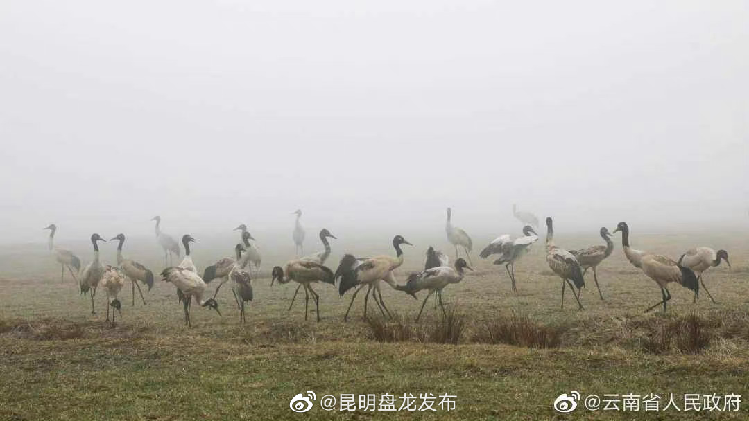 昆明盘龙发布