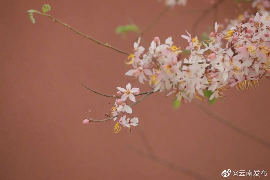 云南发布