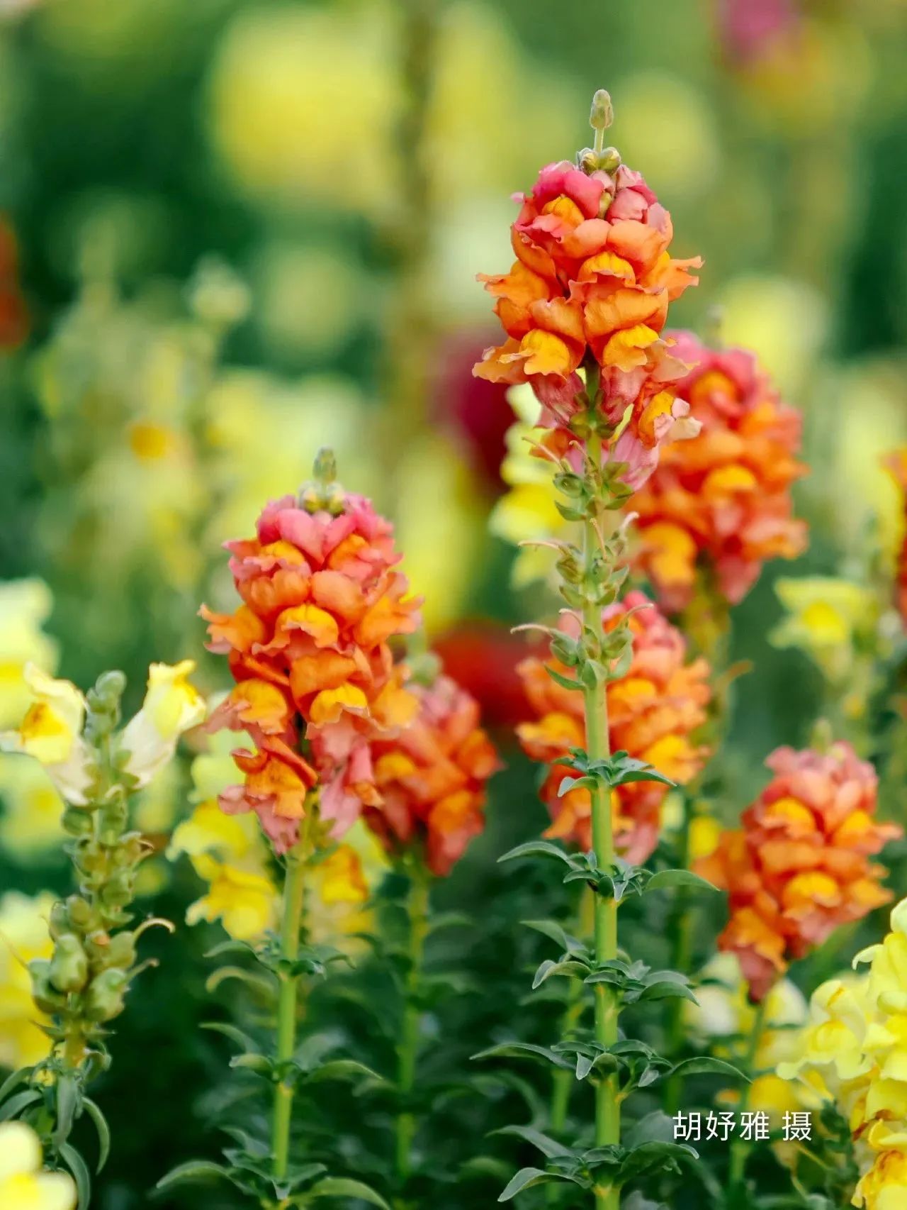 云南省文化和旅游厅