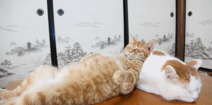 枕头太高会导致颈椎反弓