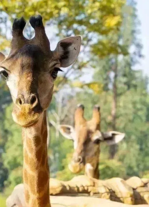 云南野生动物园