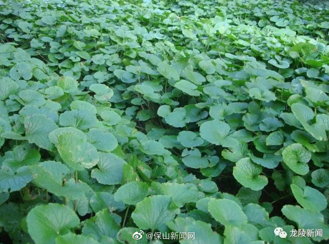 保山新闻网