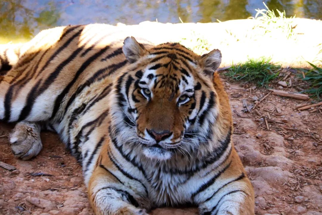 云南野生动物园