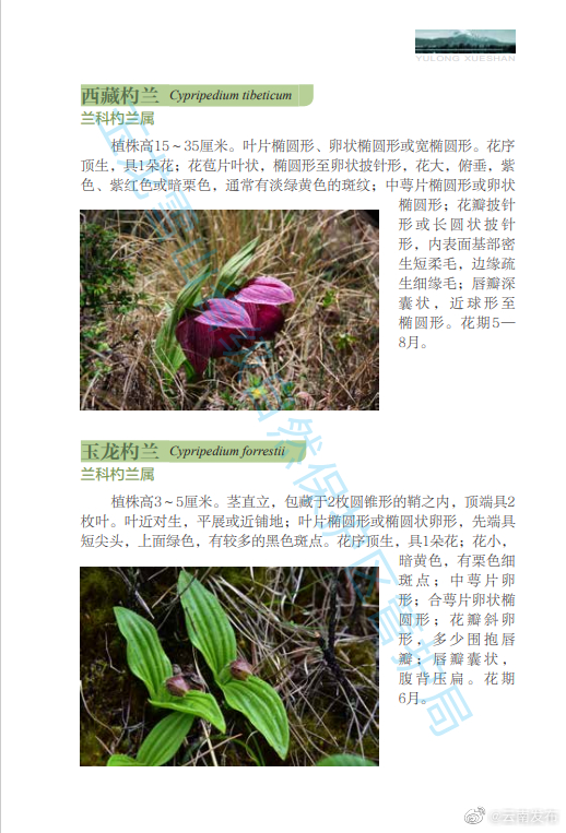 云南发布