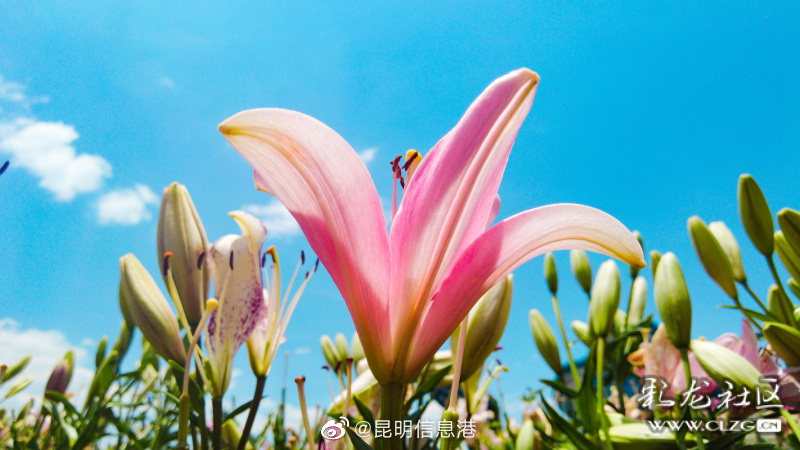 昆明信息港微博