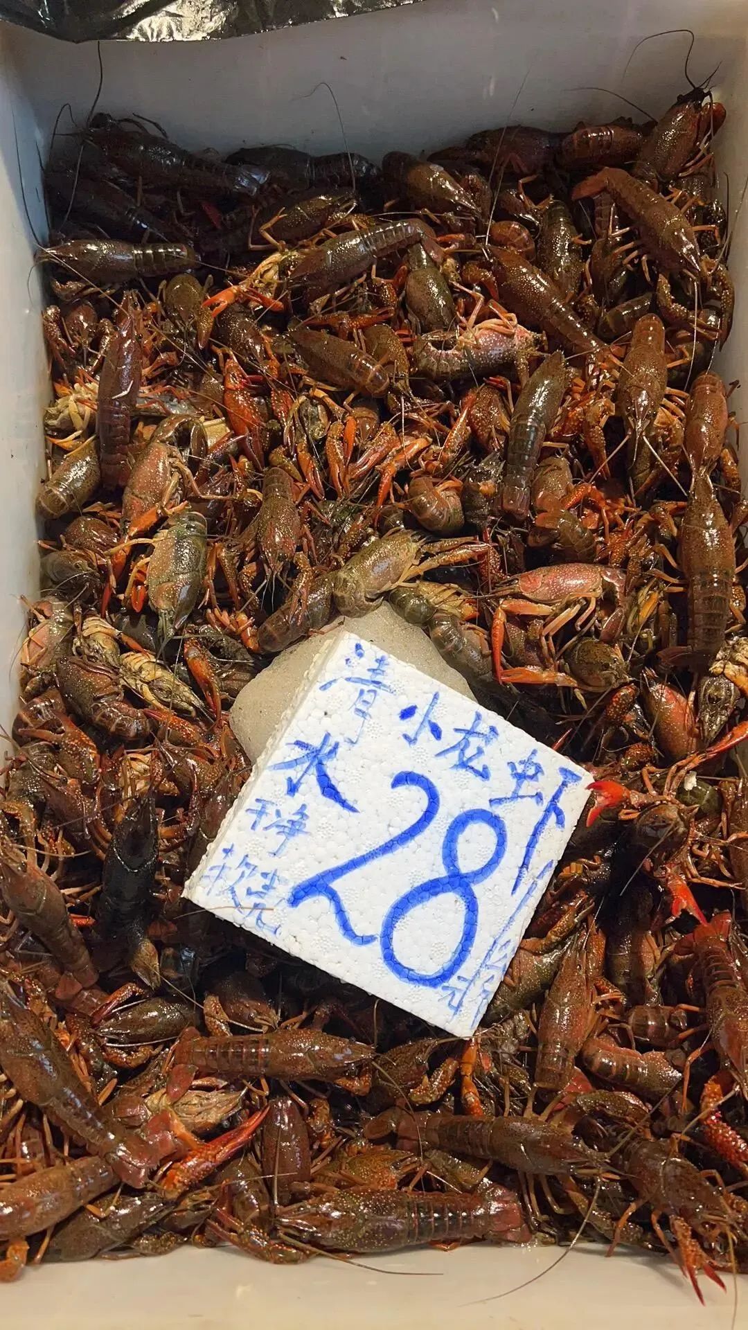 春城晚报
