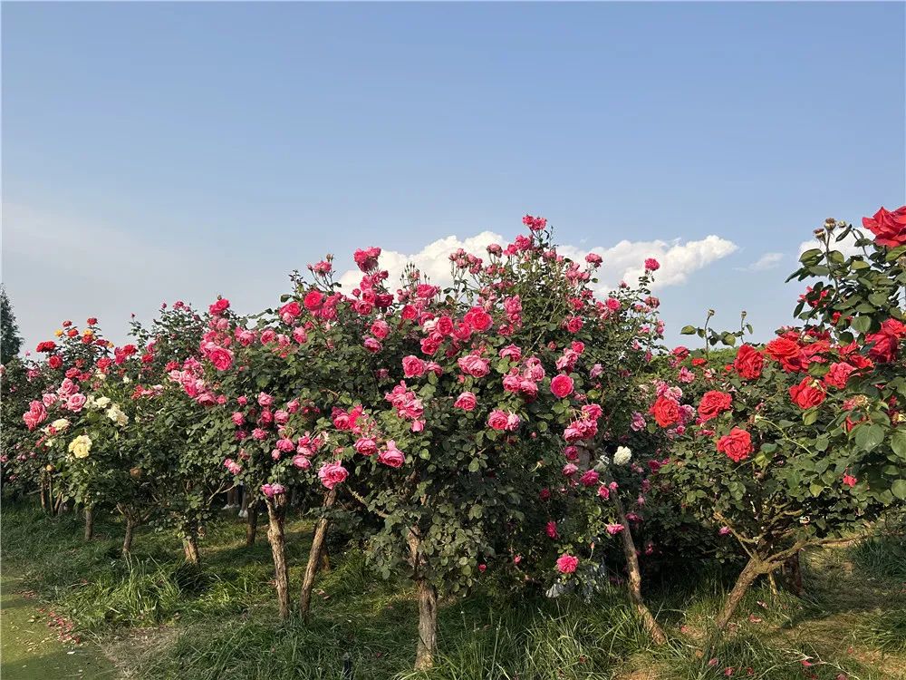 昆明文旅