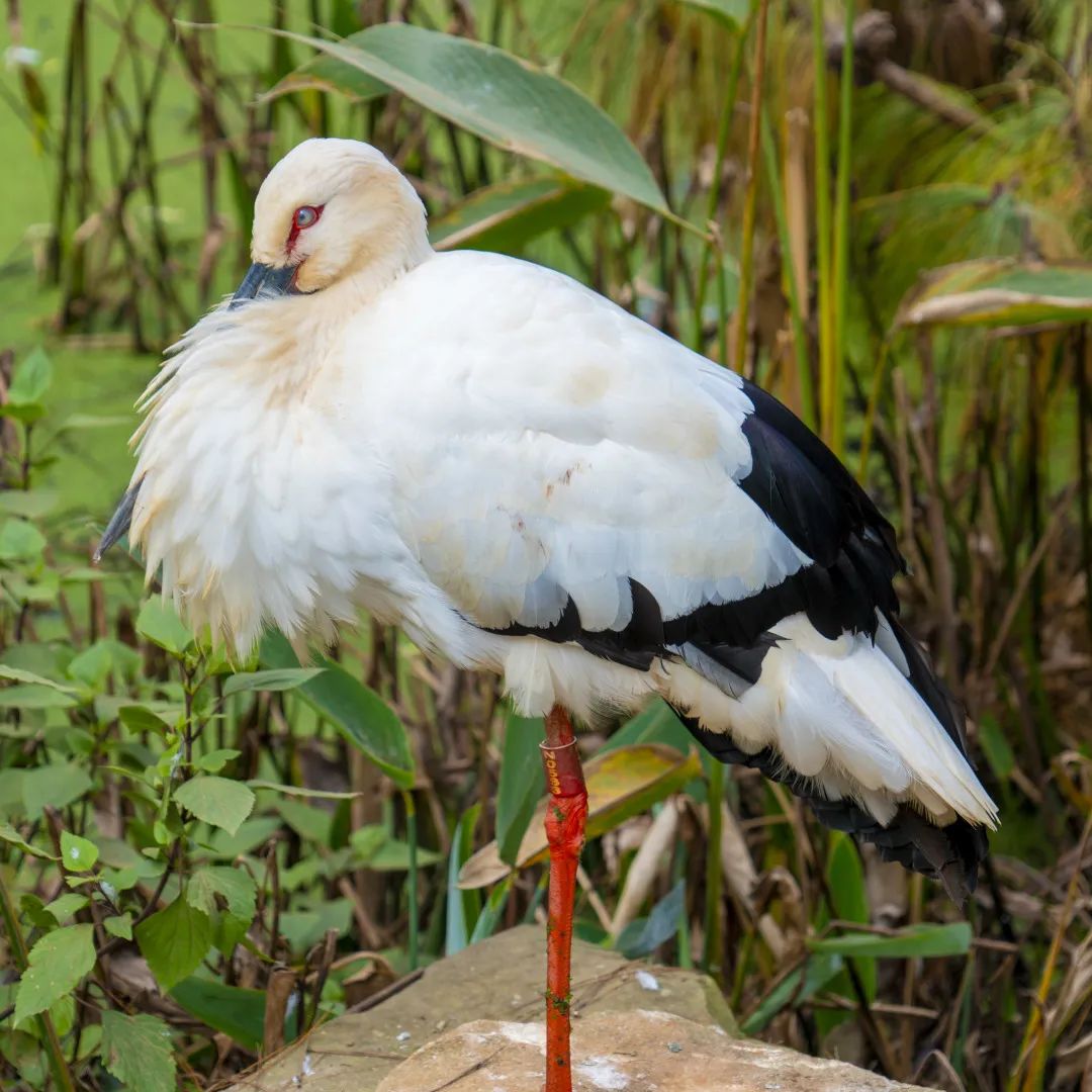 云南野生动物园