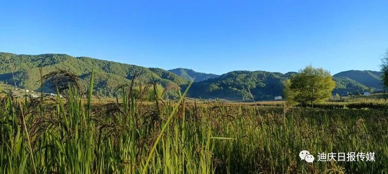 迪庆日报传媒