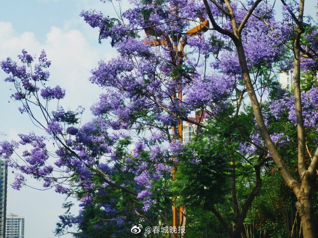 春城晚报