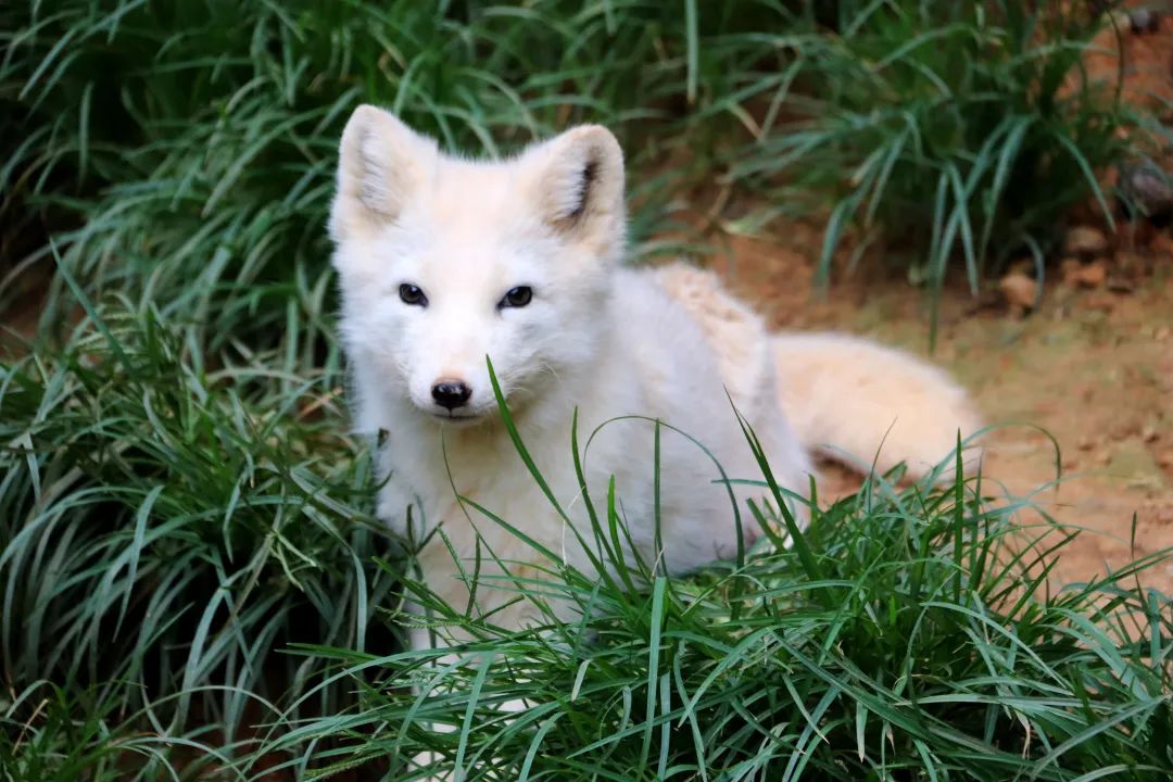 云南野生动物园