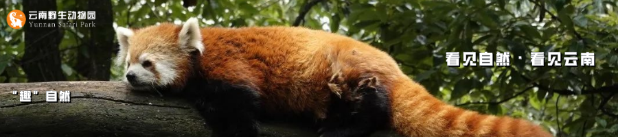 云南野生动物园