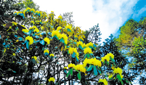 昆明市文化和旅游局