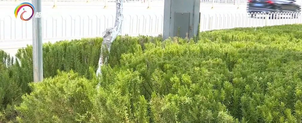 掌上春城