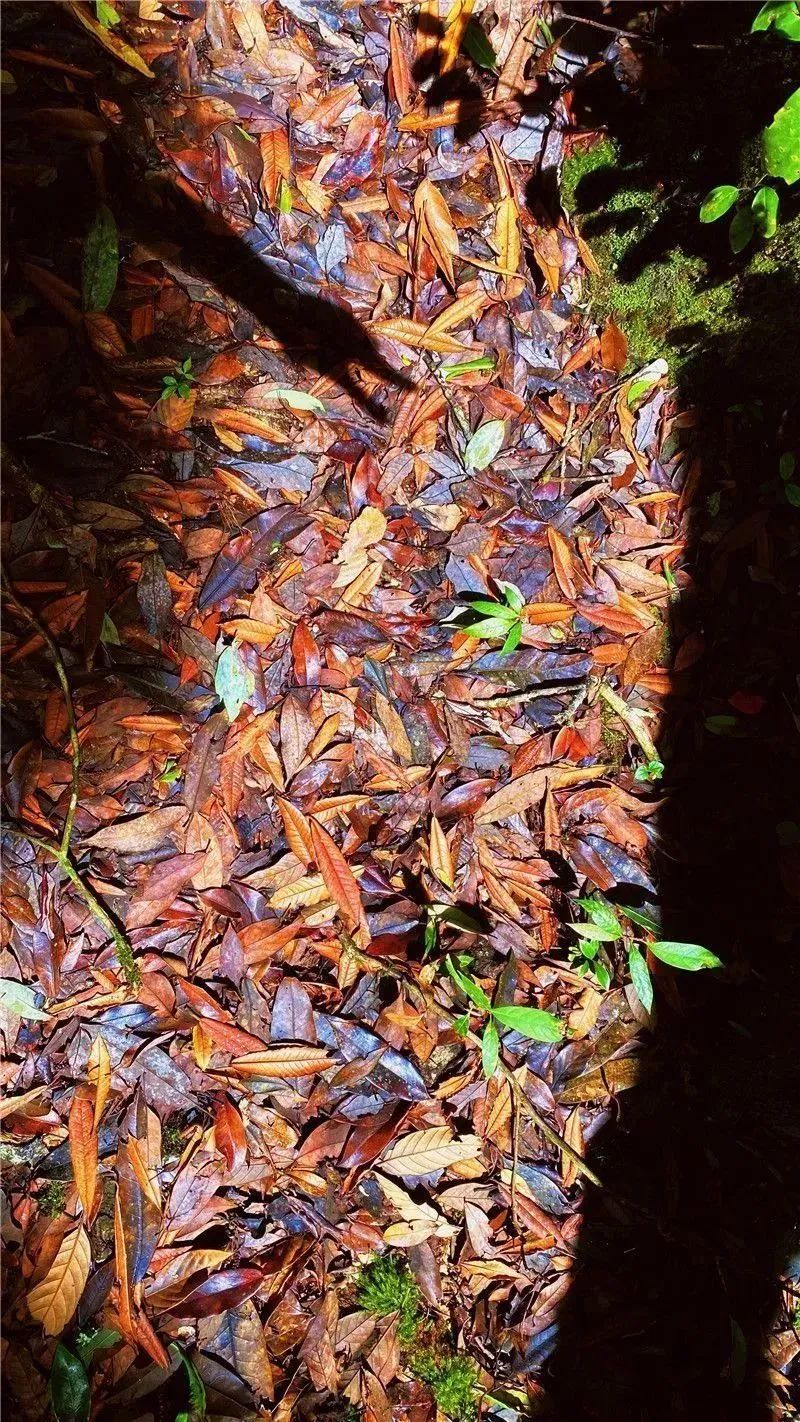 红河文旅