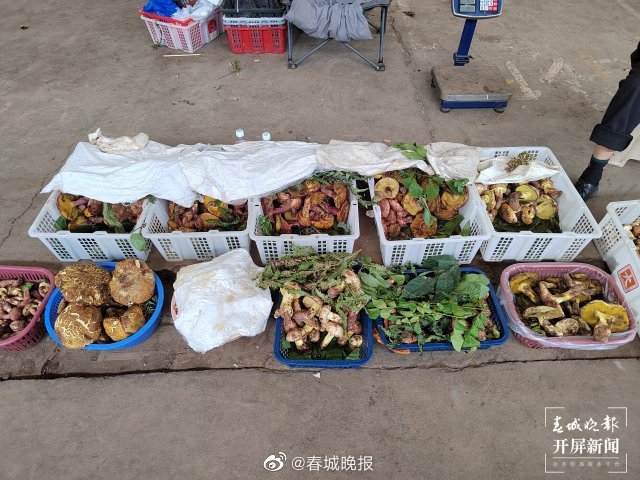 春城晚报