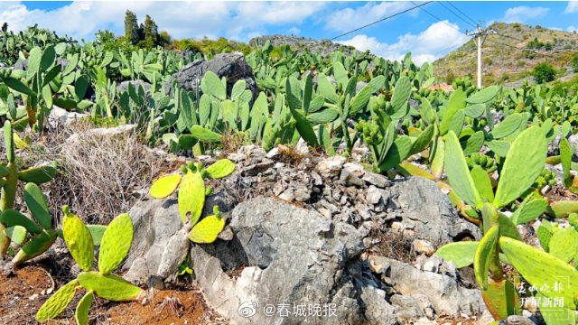 团结兴边看文山｜鲁春红：庄子田致富路上“掌”声一片